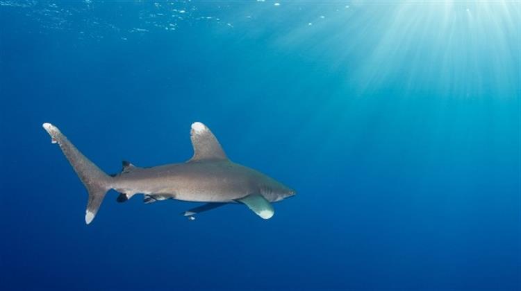 Οι Καρχαρίες και τα Σαλάχια των Ωκεανών έχουν Μειωθεί Κατά 71% από το 1970 Μέχρι Σήμερα